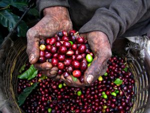 coffee cherries
